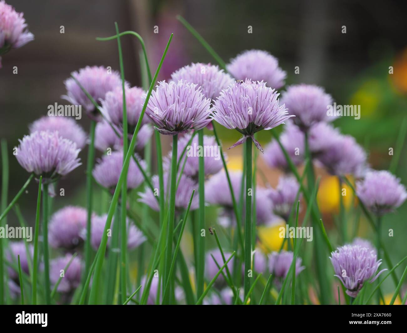 Ein Schuss blühender lila Schnittlauchblüten im Garten Stockfoto