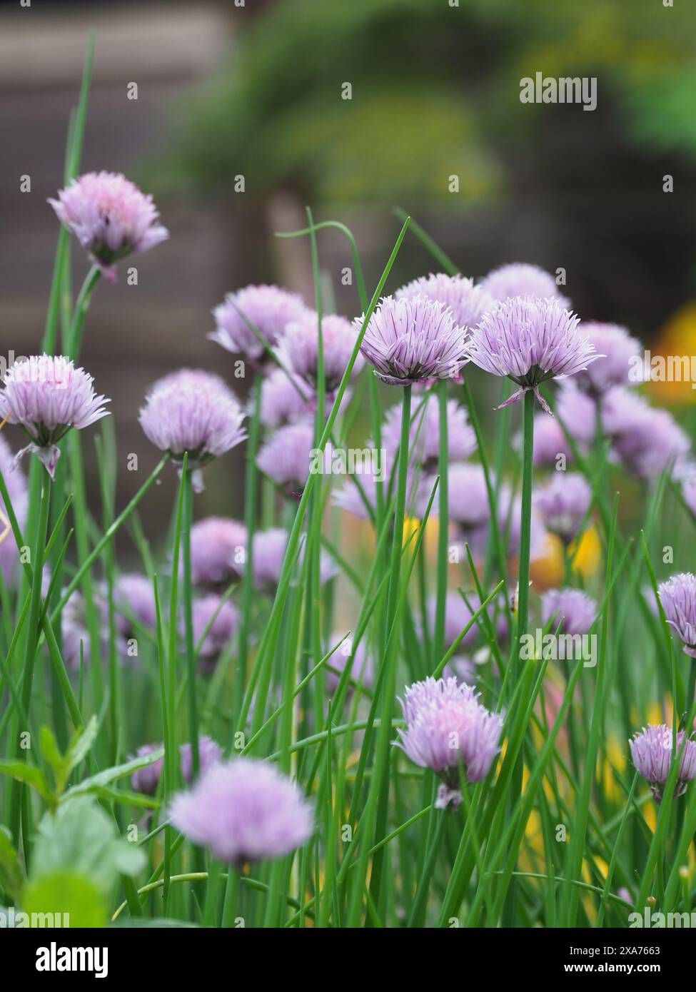 Ein Schuss blühender lila Schnittlauchblüten im Garten Stockfoto