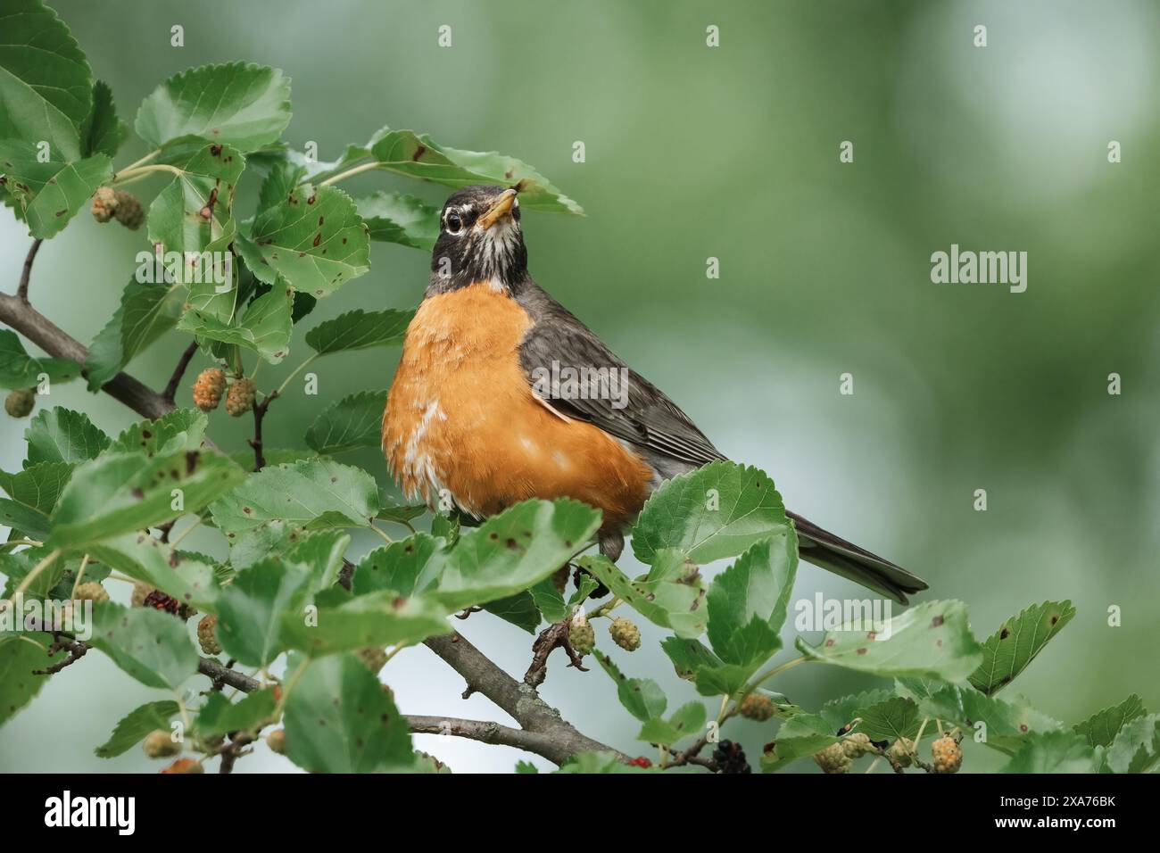 american robin Birds Stockfoto