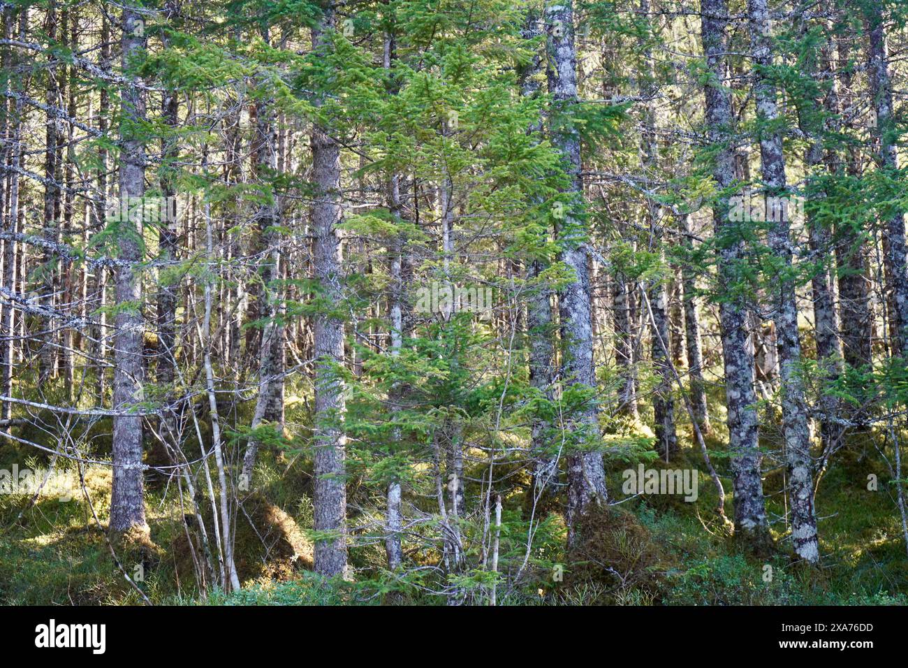 Ein dichter Wald, der von der Sonne beleuchtet wird Stockfoto