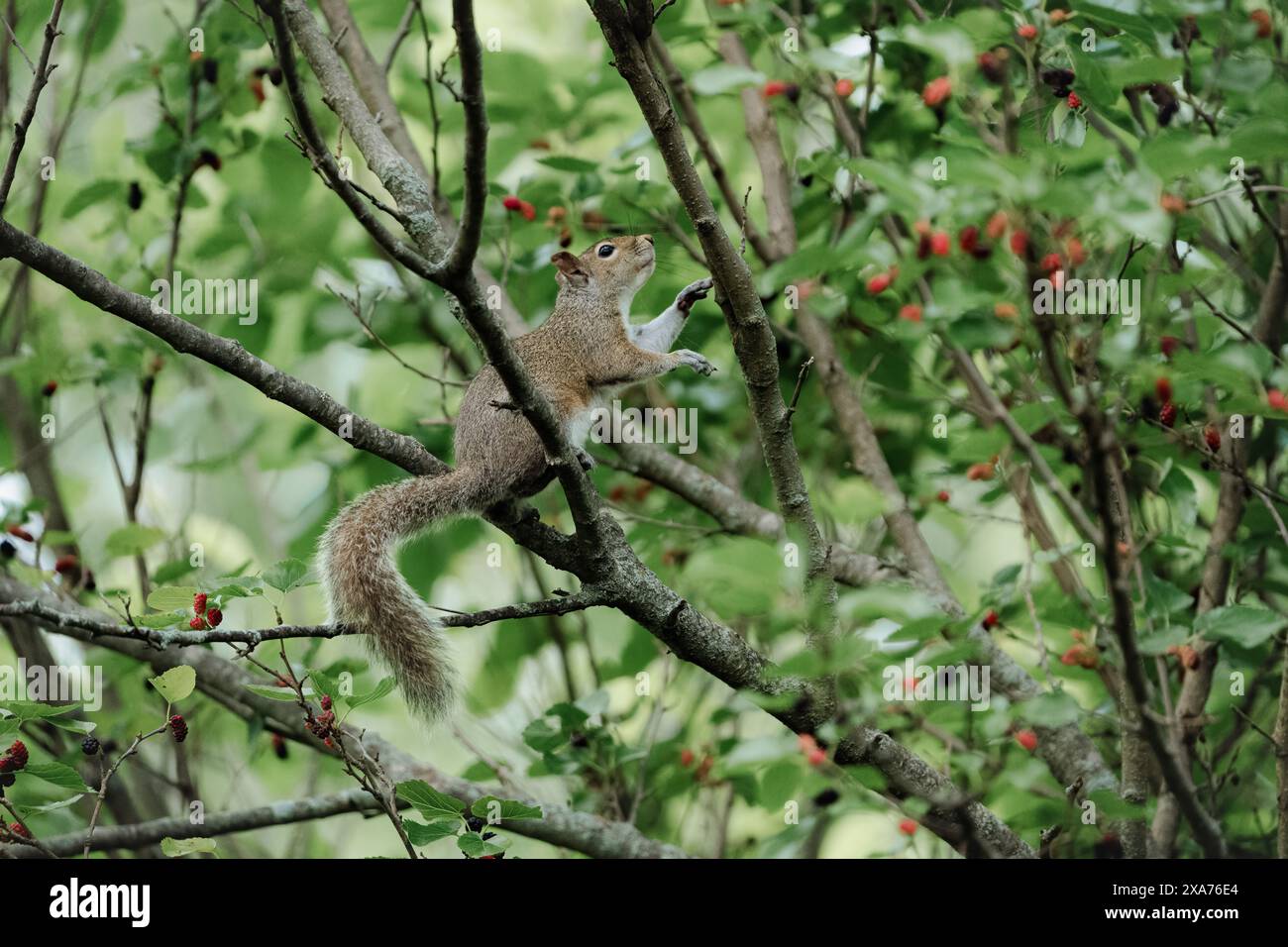 Eichhörnchen auf Baum isst Beere Stockfoto