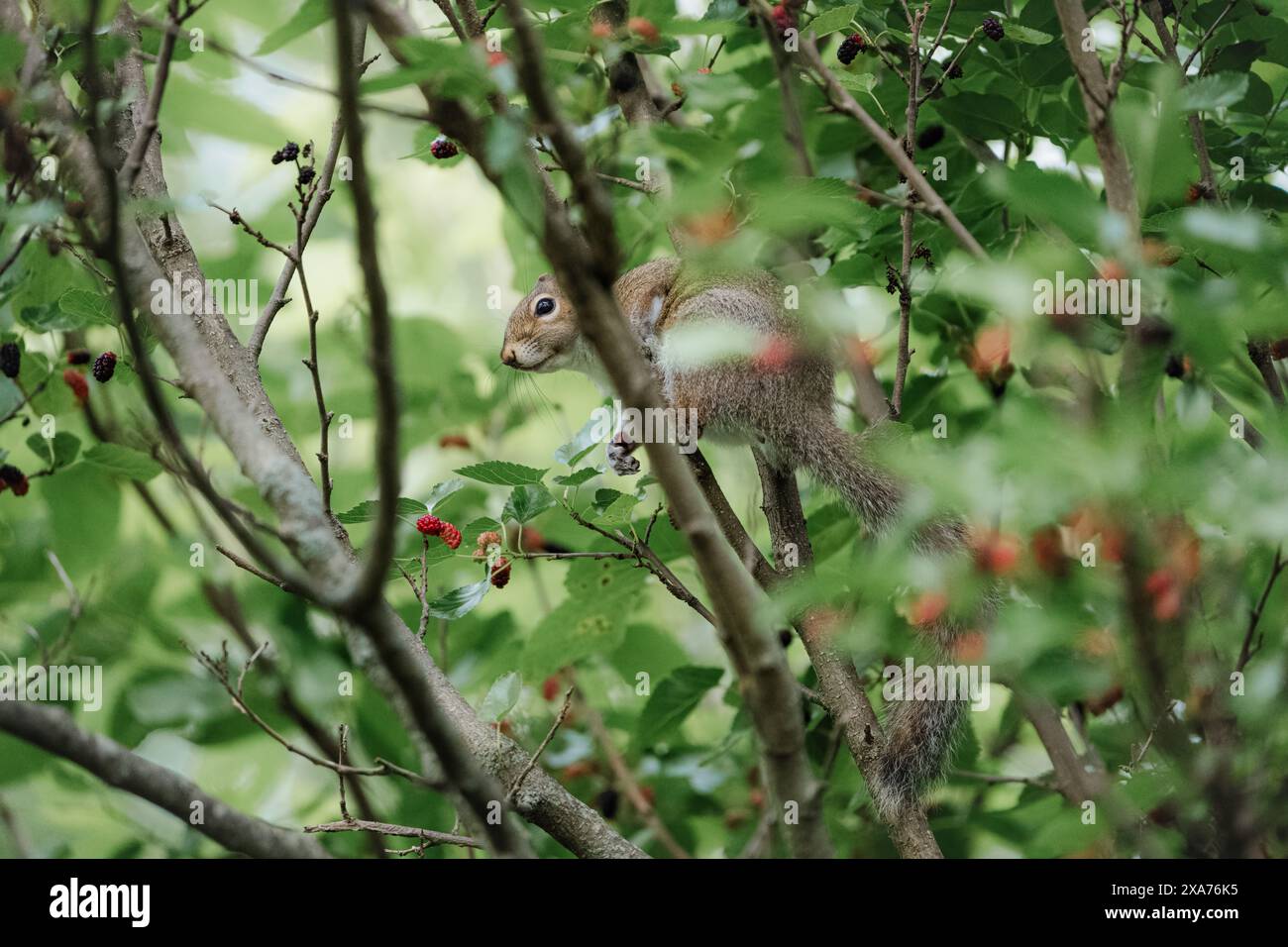 Eichhörnchen auf Baum isst Beere Stockfoto