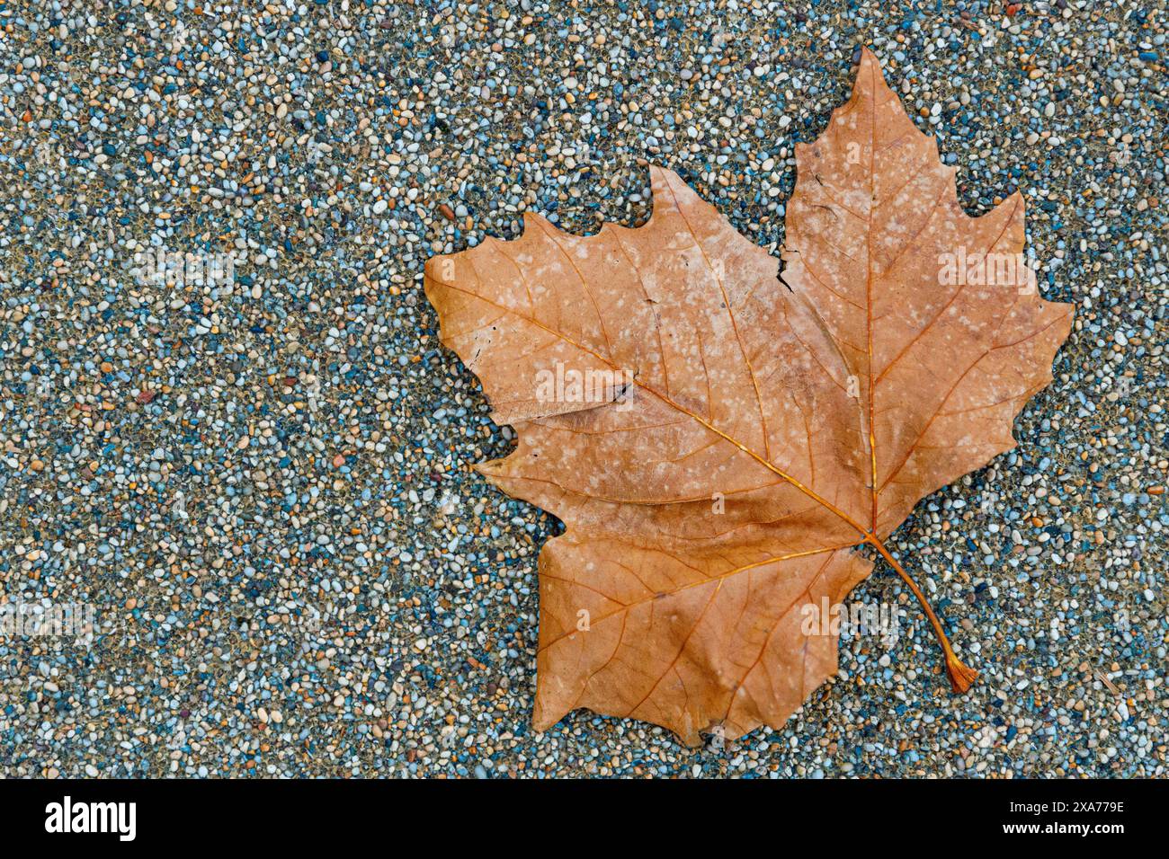 Braunes Blatt mit gelben Flecken auf Kiesboden Stockfoto