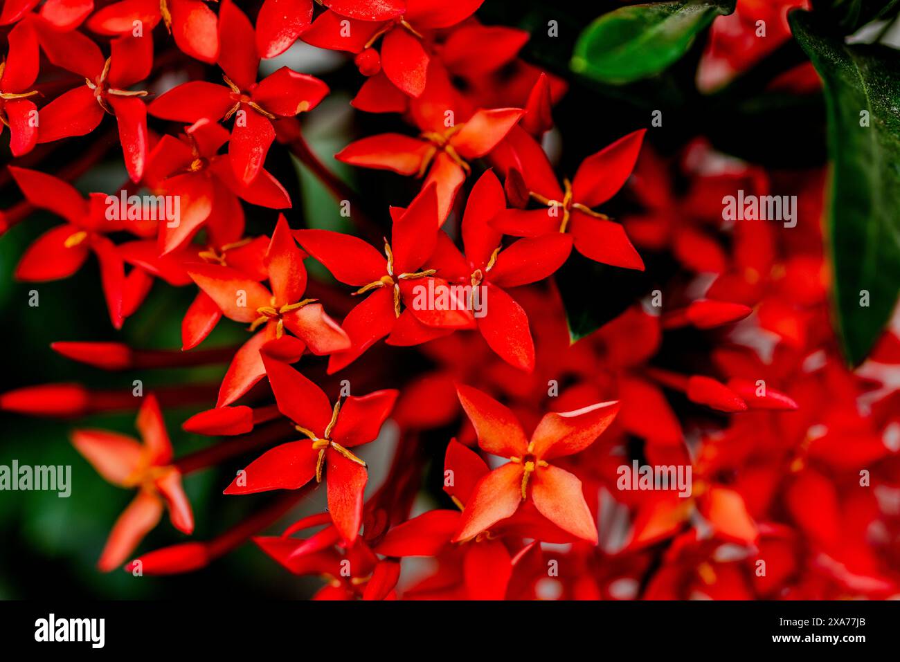 Leuchtend rote Blüten mit spitzen Blütenblättern, umgeben von üppigem grünem Laub Stockfoto