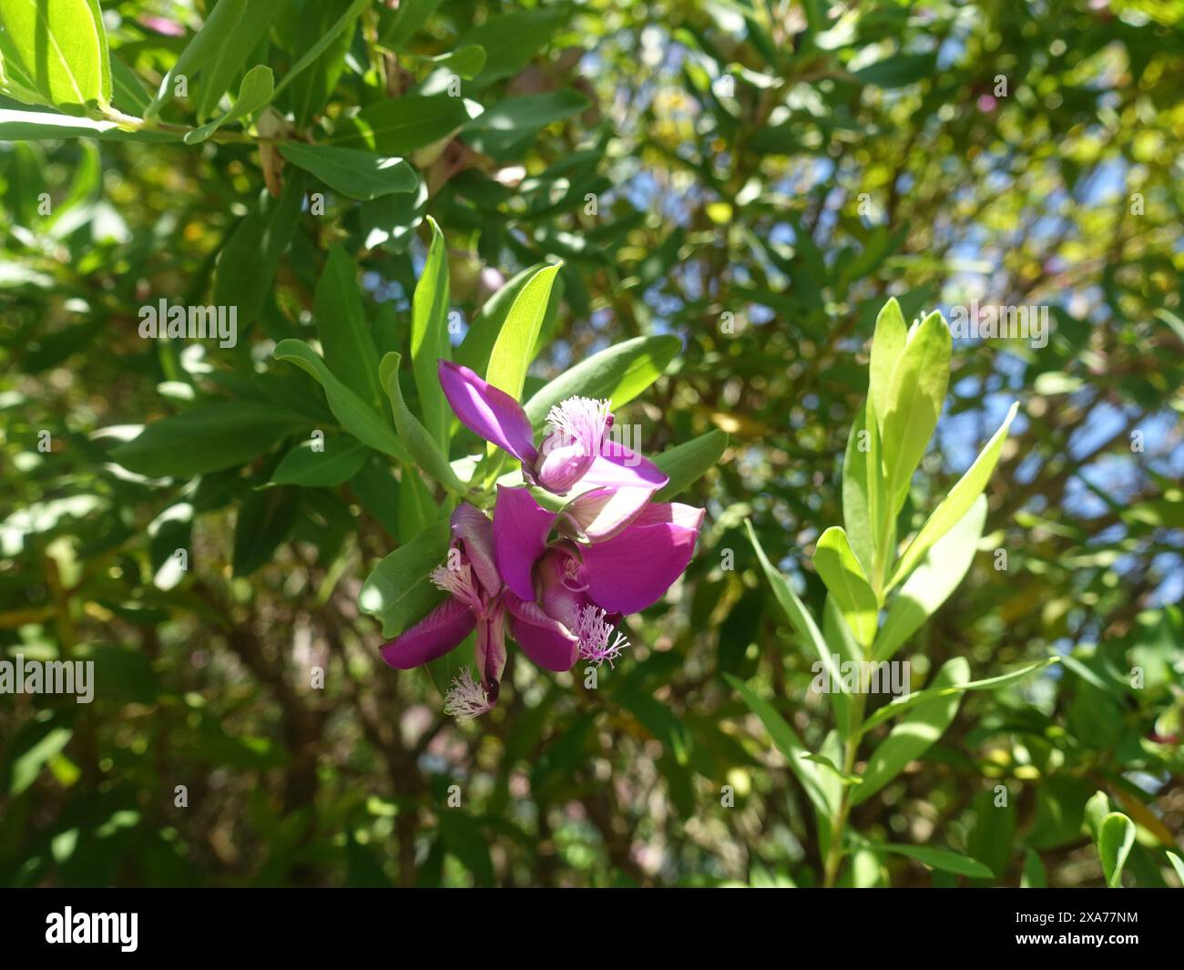 Eine winzige lila Wildblume blüht in einem Wald Stockfoto