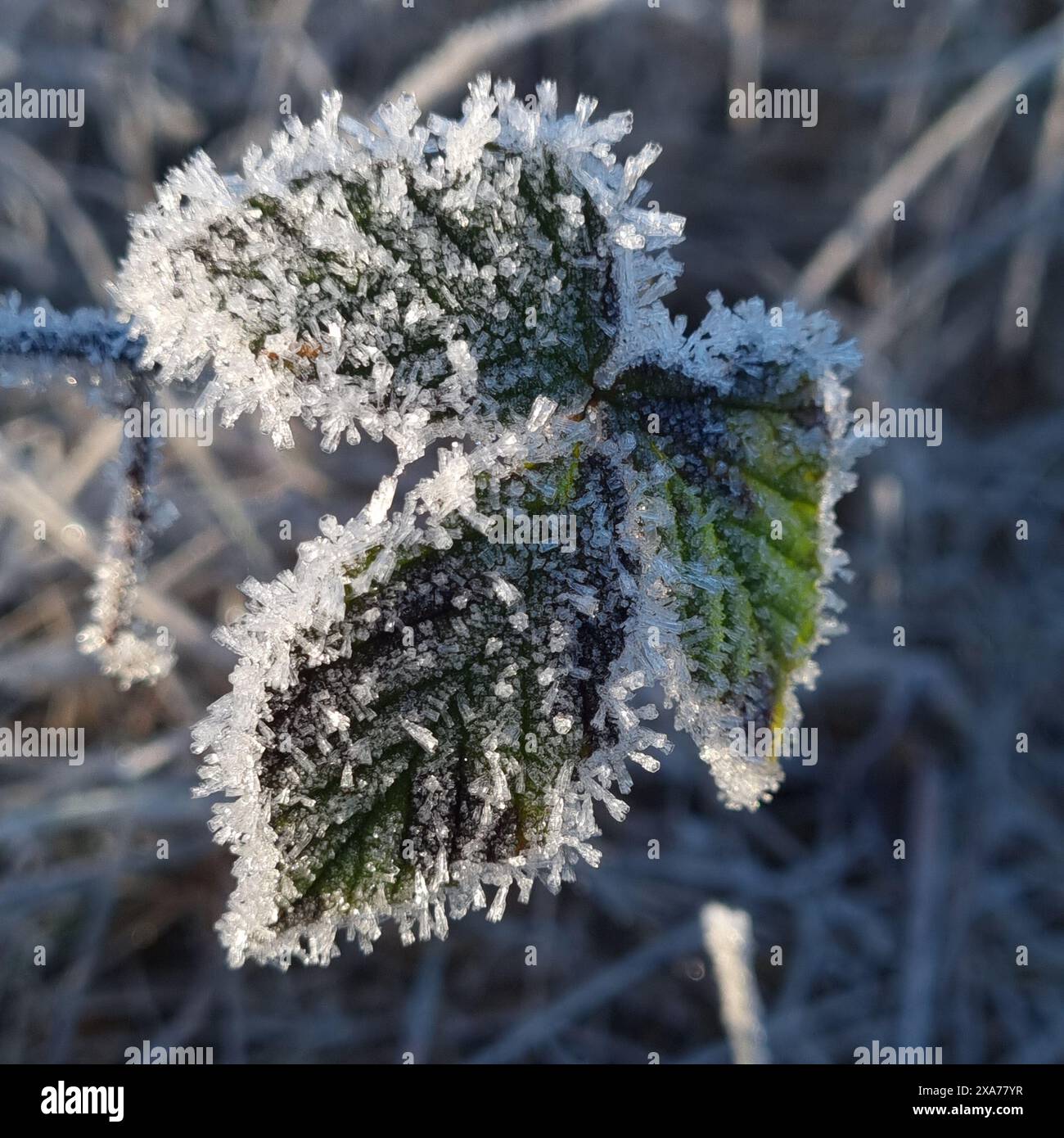 Eine Nahaufnahme frostbedeckter Blätter in einem trockenen Grasfeld Stockfoto