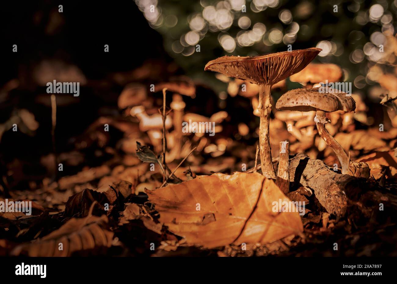 Die Pilze, die auf dem Boden wachsen, umgeben von Blättern und Boden Stockfoto