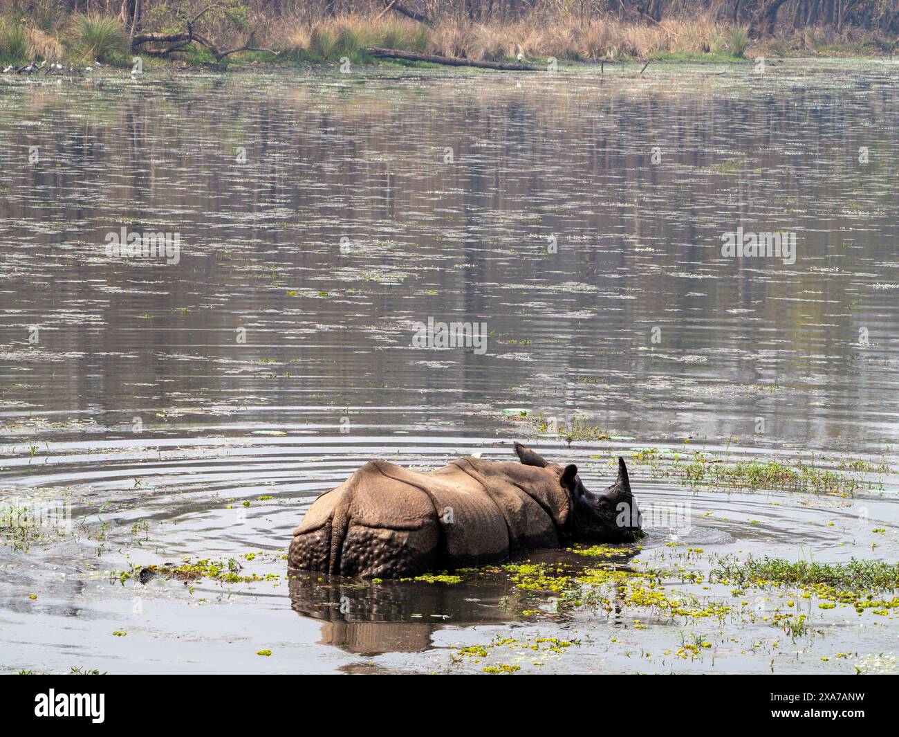 Ein Nashorn, das im Wasser in der Nähe des Ufers steht, teilweise untergetaucht Stockfoto