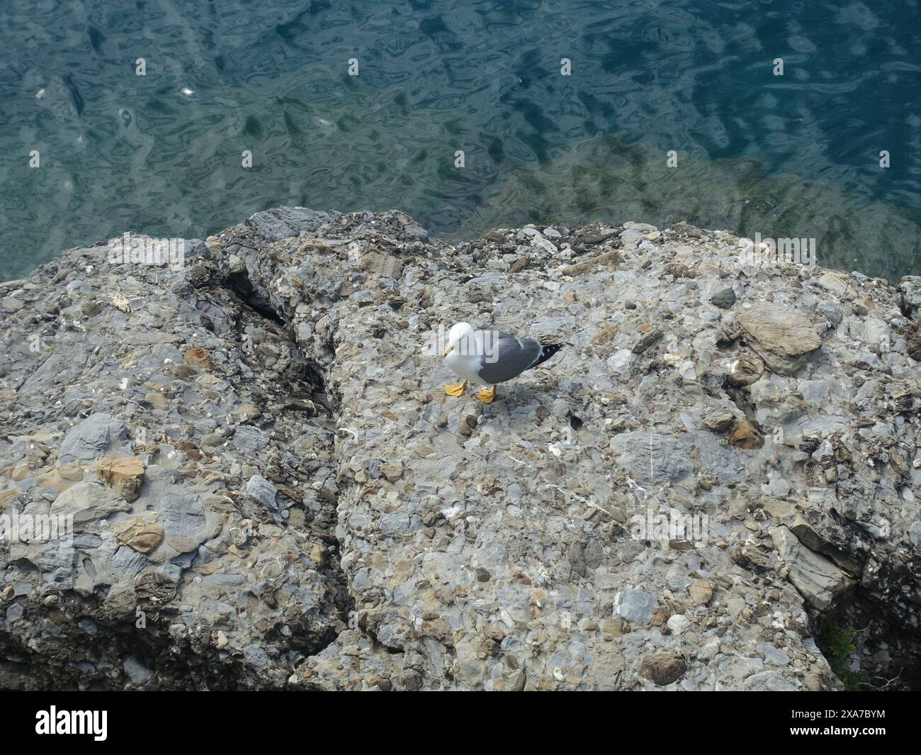 Eine Möwe, die auf einem Felsen thront und auf das Meer blickt Stockfoto