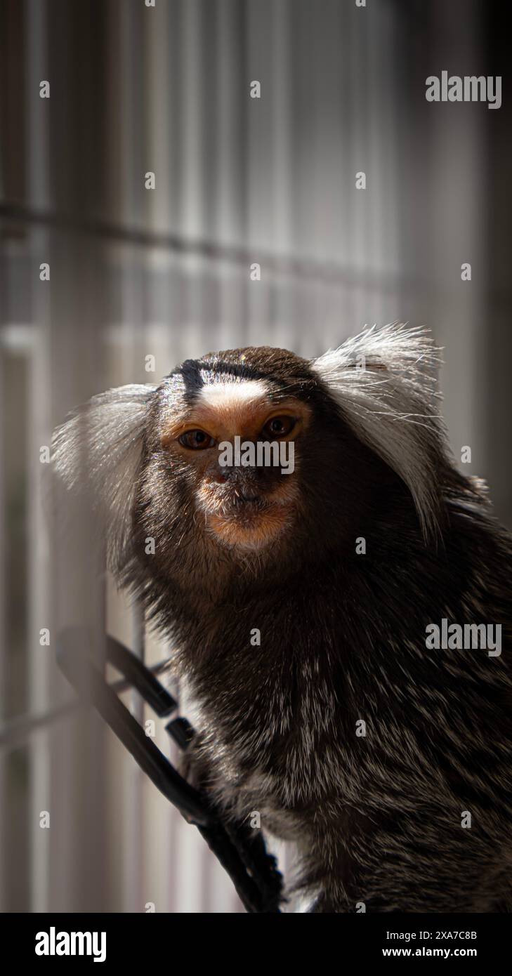 Ein Maultieraffe sitzt auf einem Stuhl neben einem Käfig. Stockfoto