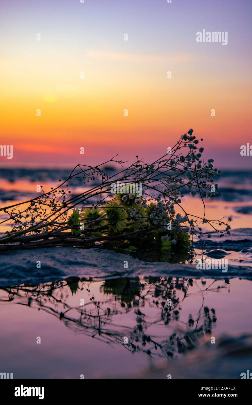 Ein Haufen Wildblumen am Strand am Meer bei Sonnenuntergang Stockfoto