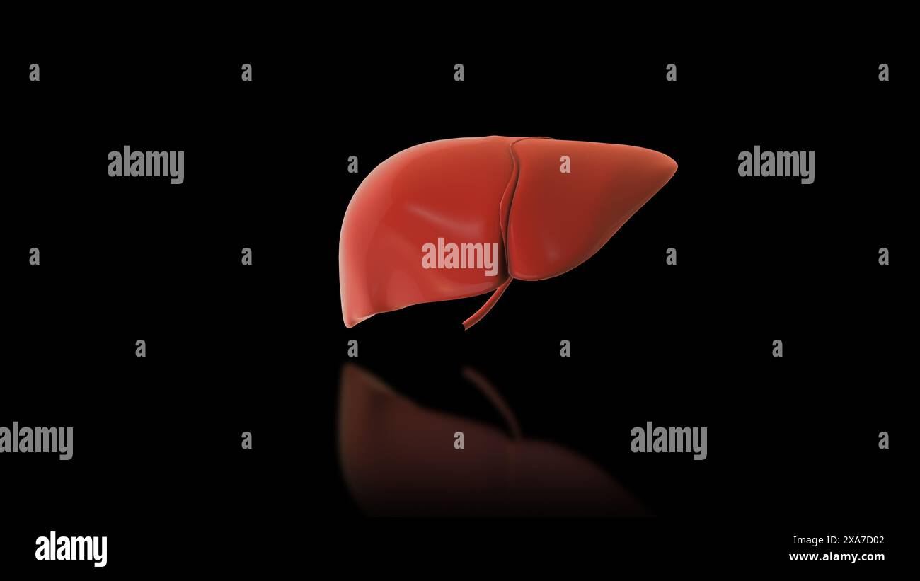 3D-Anatomie der menschlichen Leber Stockfoto