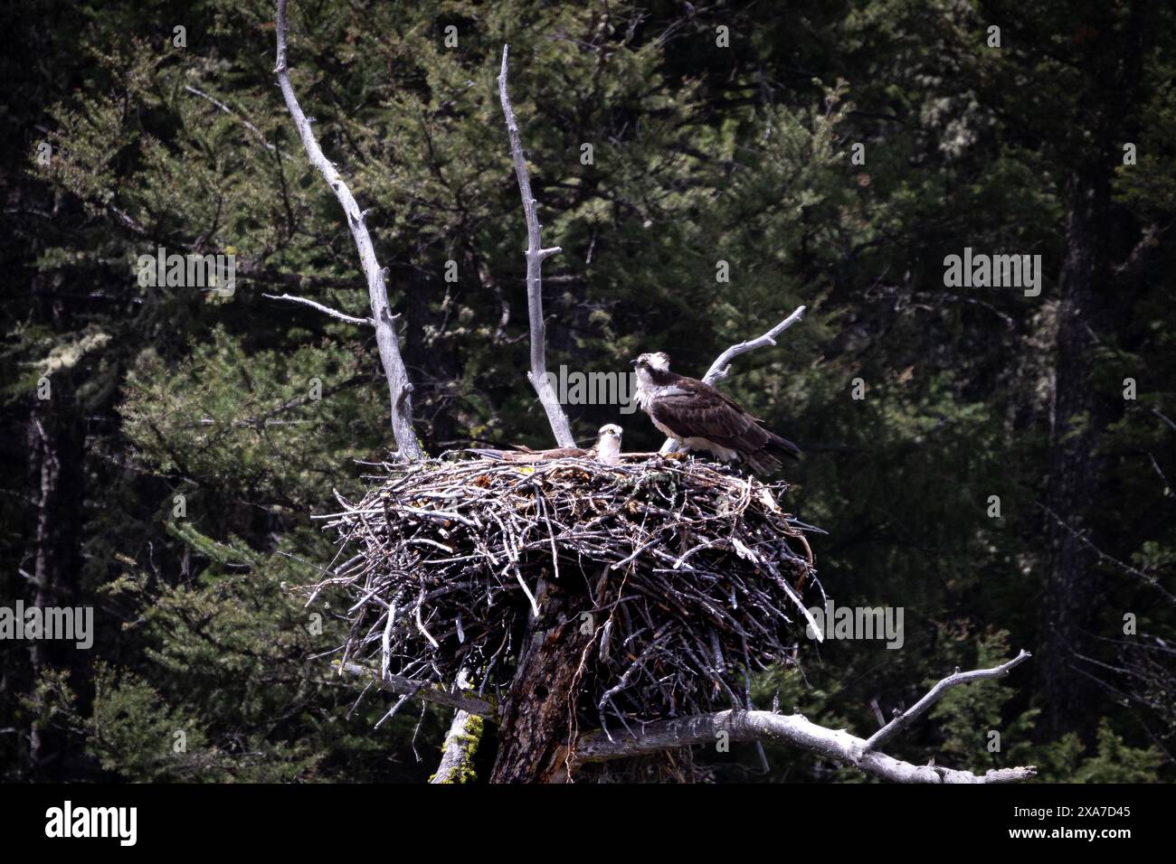 Ein Adler auf einem Kiefernnest Stockfoto