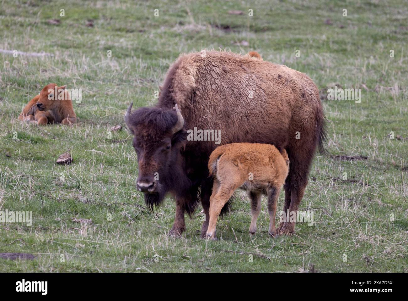 Ein Mutterbison und Kalb draußen im Gras Stockfoto
