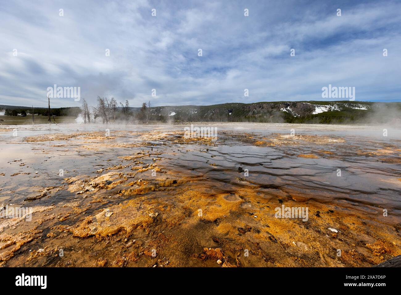 Ein heißer Geysir, der Dampf in der Nähe eines Waldes abgibt Stockfoto