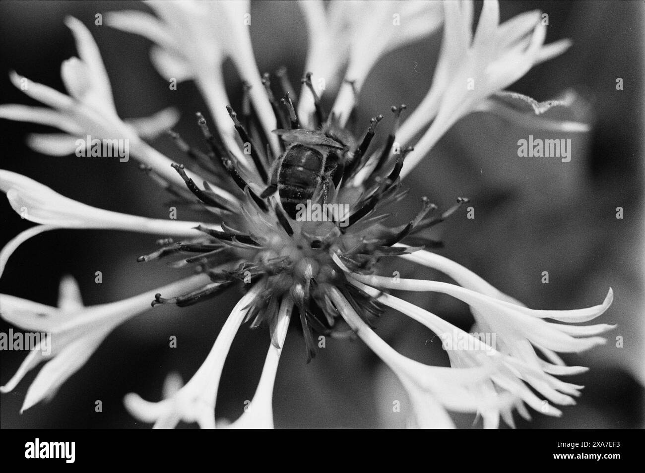 Eine monochrome Nahaufnahme von Insekten auf dem Blumenkopf Stockfoto
