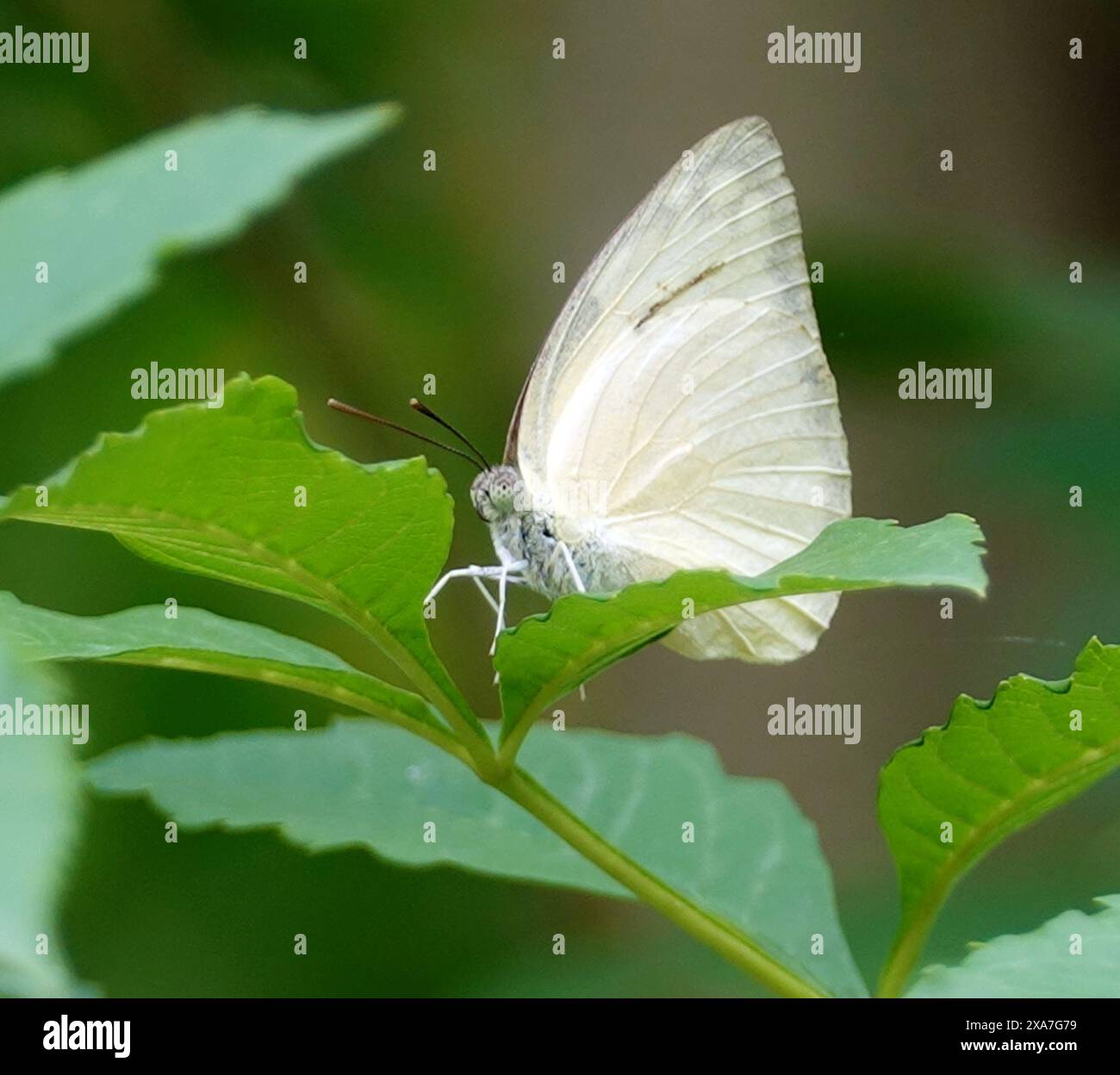 Ein weißer Schmetterling, der am Blattrand thront Stockfoto