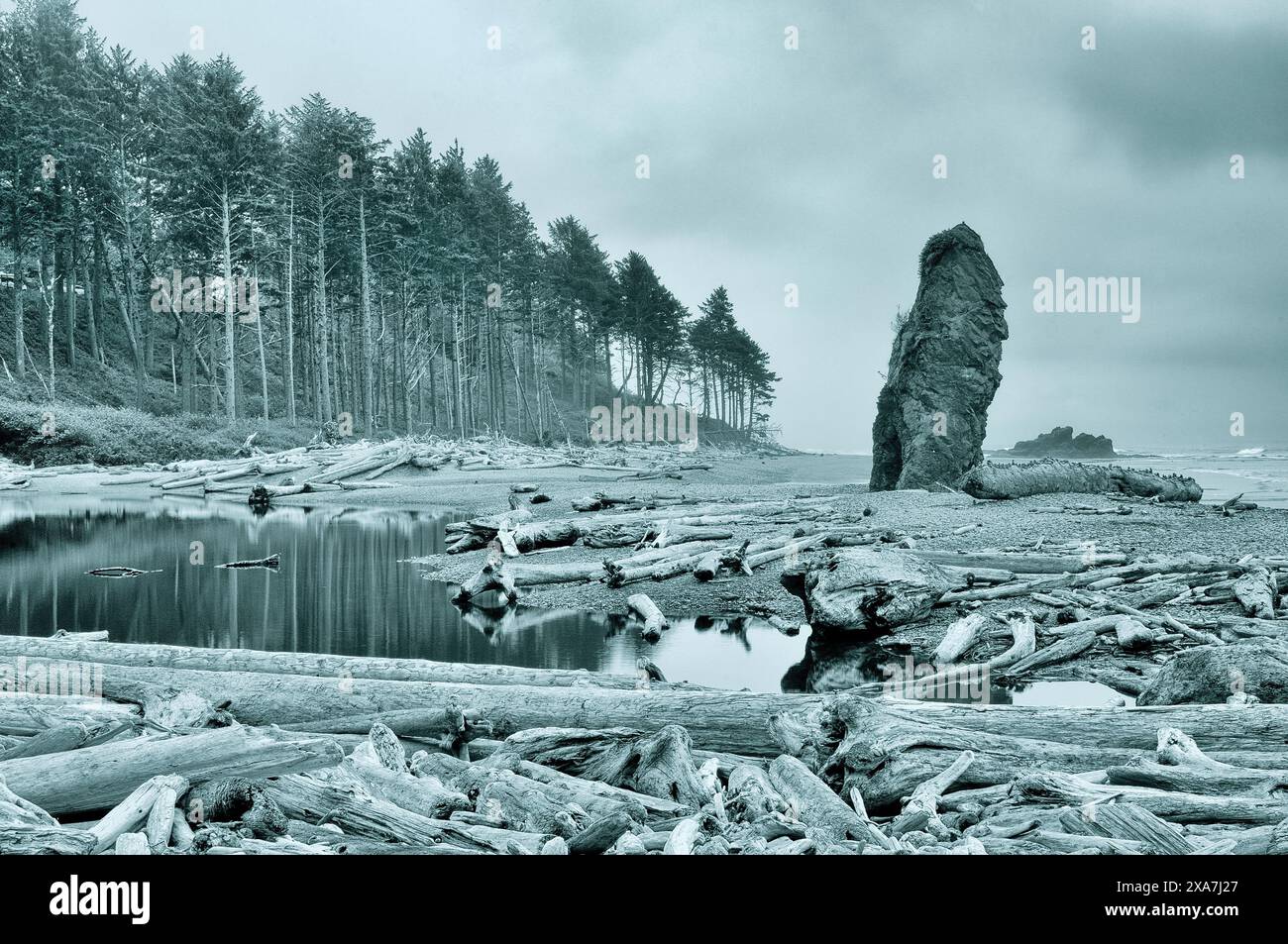 Große Äste in der Nähe eines Strandes mit hohen Bäumen im Hintergrund in einem grünfarbenen Bild Stockfoto