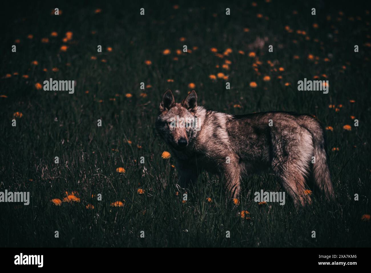 Ein verspielter Hund, der auf einem grasbewachsenen Feld mit Bäumen im Hintergrund läuft Stockfoto