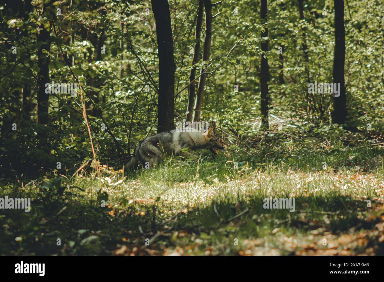 Ein verspielter Hund, der auf einem grasbewachsenen Feld mit Bäumen im Hintergrund läuft Stockfoto