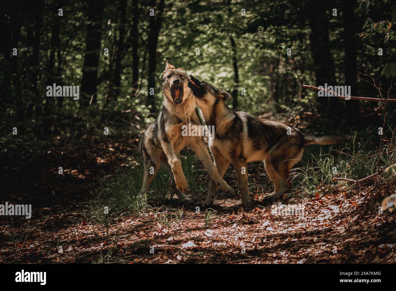 Zwei verspielte Hunde laufen auf einem grasbewachsenen Feld mit Bäumen im Hintergrund Stockfoto