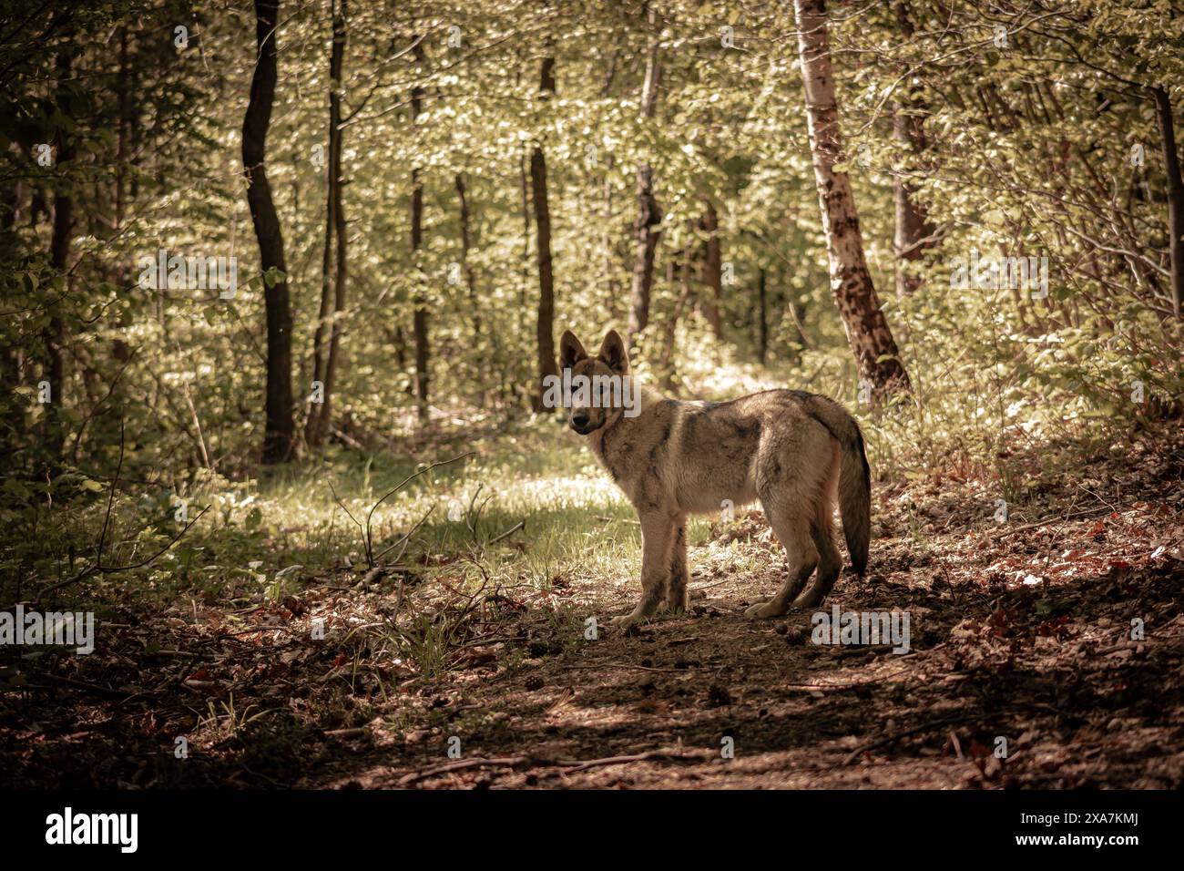 Ein verspielter Hund, der auf einem grasbewachsenen Feld mit Bäumen im Hintergrund läuft Stockfoto