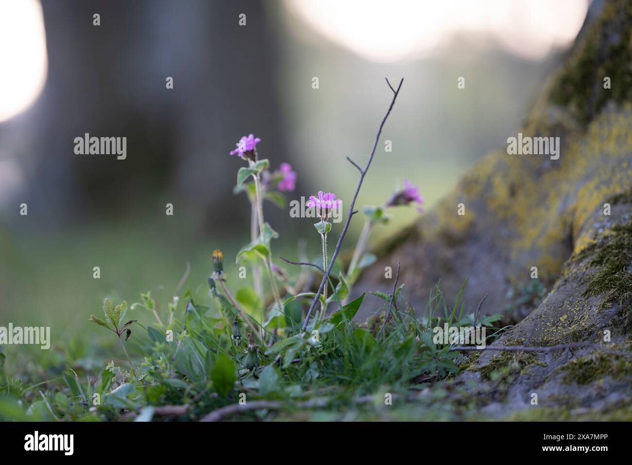 Lila Blumen blühen in der Nähe eines Felsens in einer grasbewachsenen Umgebung Stockfoto