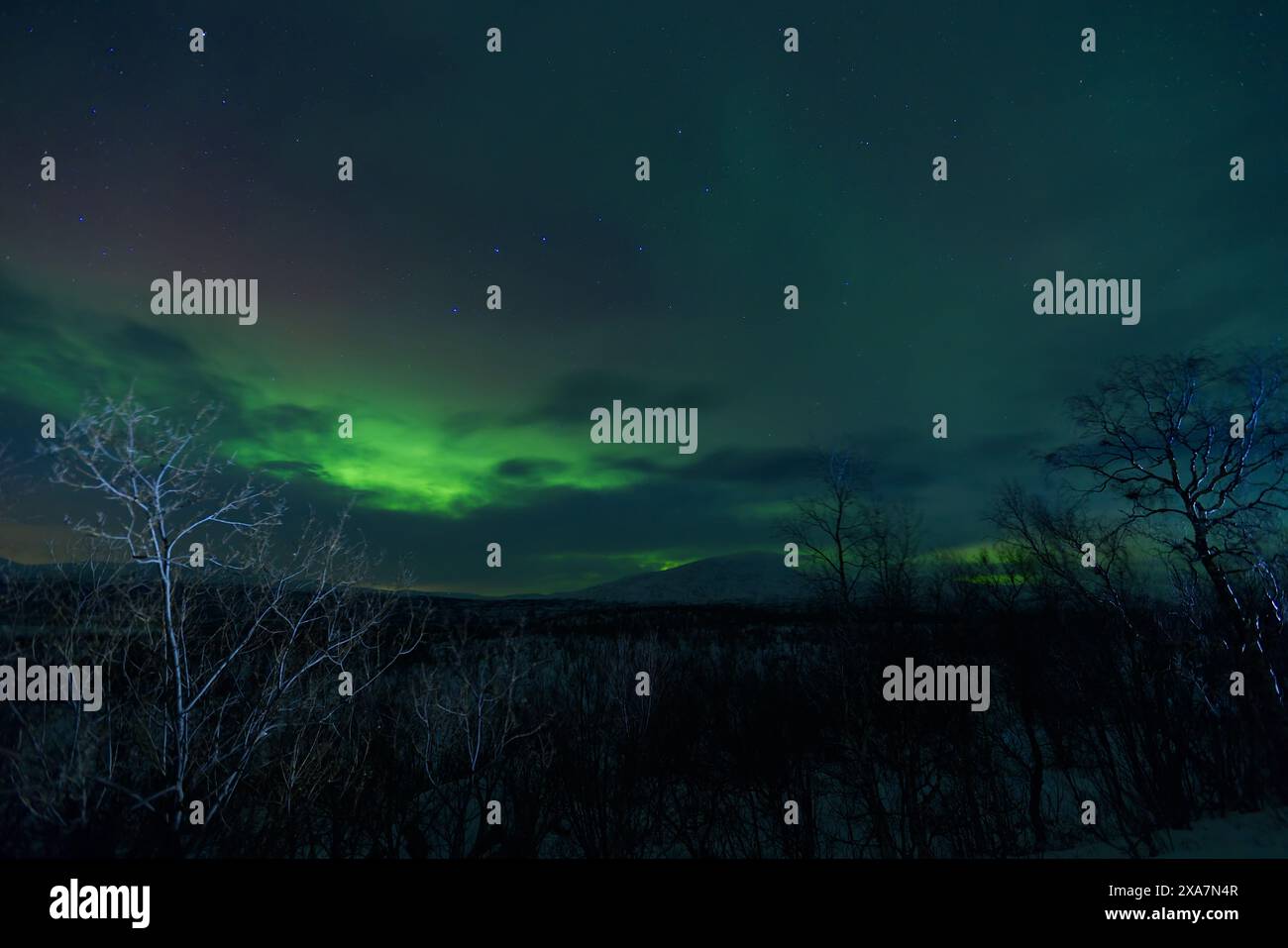 Eine Aurora Borealis, die verschneite Wälder beleuchtet Stockfoto