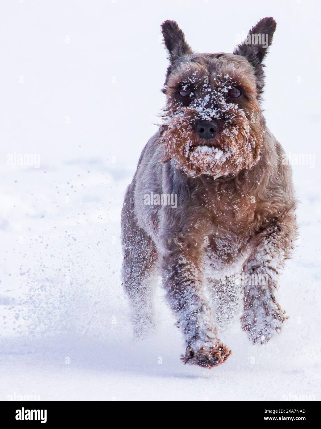 Hund, der durch schneebedeckte Landschaft läuft, mit Gegenstand im Mund Stockfoto