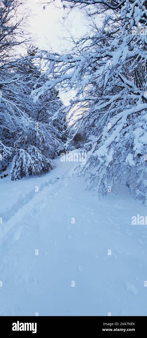 Schneebedeckte Wälder mit einer unbefestigten Straße Stockfoto