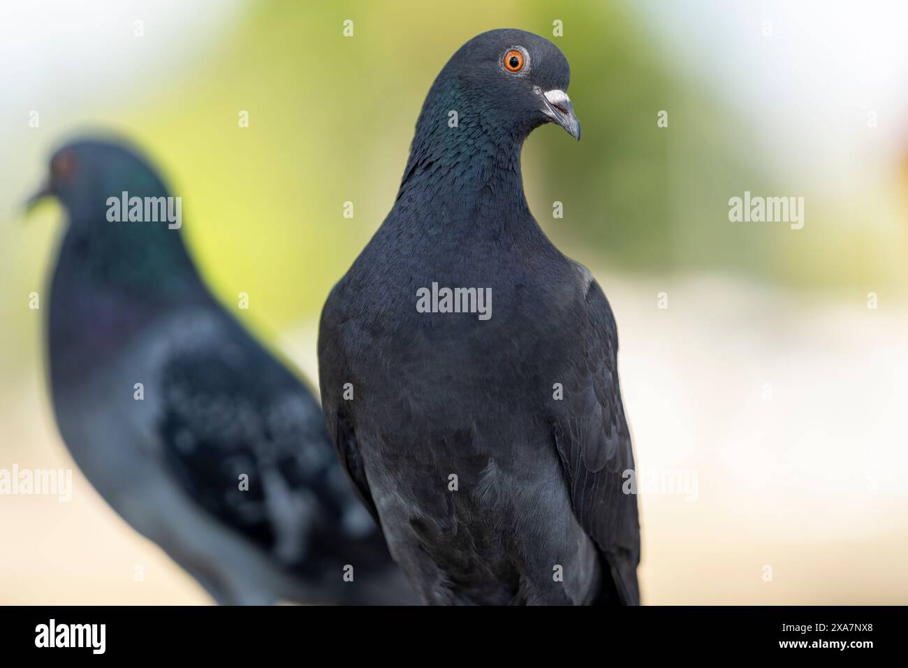 Zwei Tauben, die nebeneinander auf einem Geländervorsprung stehen Stockfoto