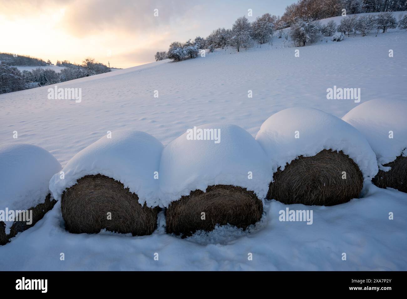 Schneebedeckte Heuballen auf einem Winterfeld Stockfoto