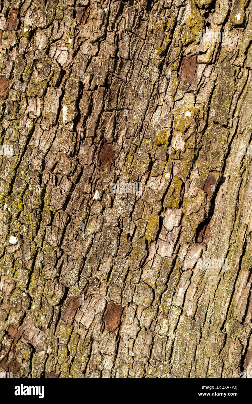 Nahaufnahme von Baumrinde mit Moosflecken Stockfoto