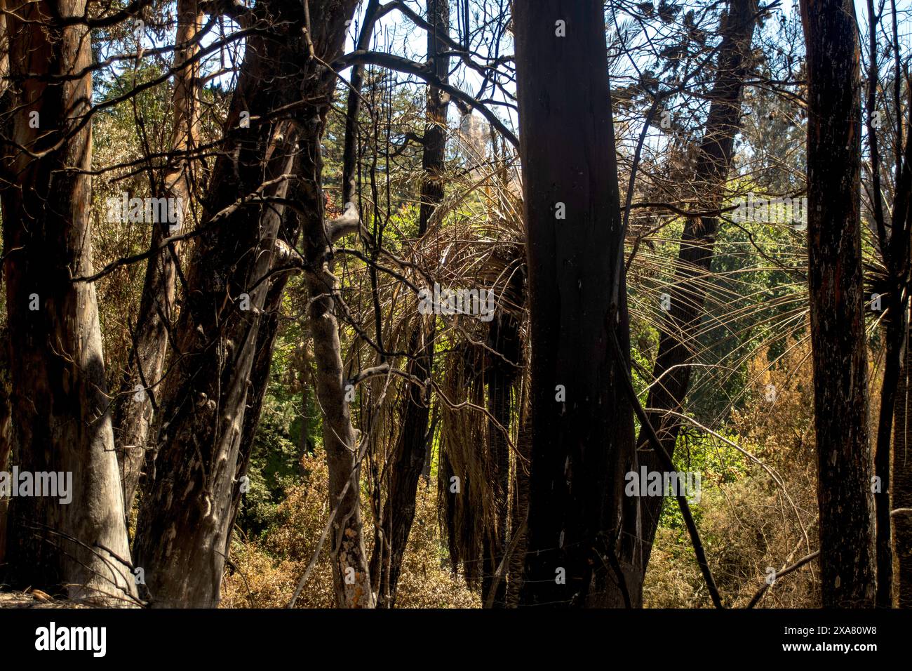 Viña del Mar, Valparaiso, Chile; 3. Februar 2024: Verheerung des Feuers, inkl. Beliebter botanischer Garten. Verdacht auf Brandstiftung. Chiles schlimmstes im 21. Jahrhundert. Stockfoto