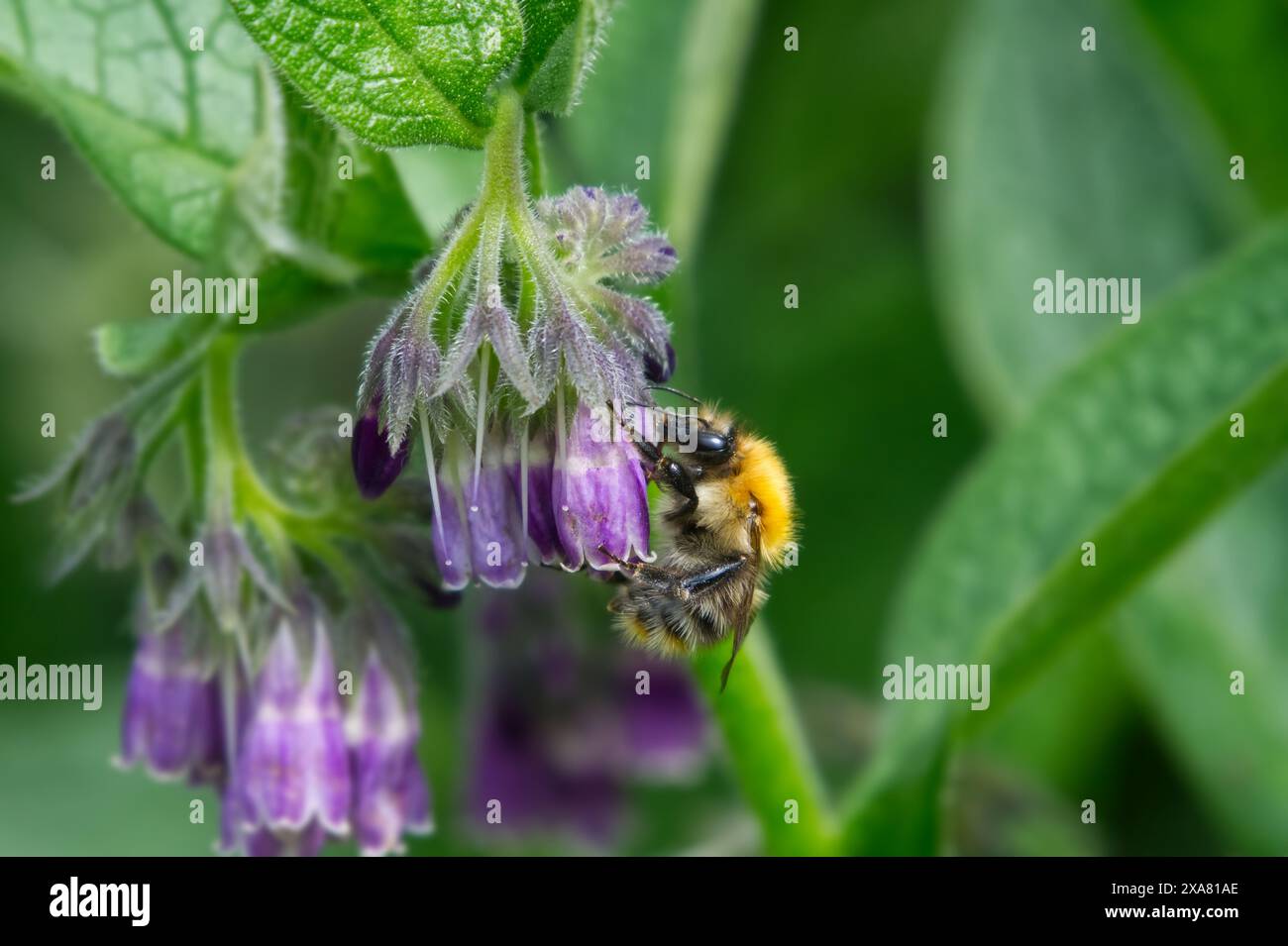 Nahaufnahme einer Bienensammlung von einer russischen Chromblume in der Natur. Lackford Lakes. 6 Stockfoto