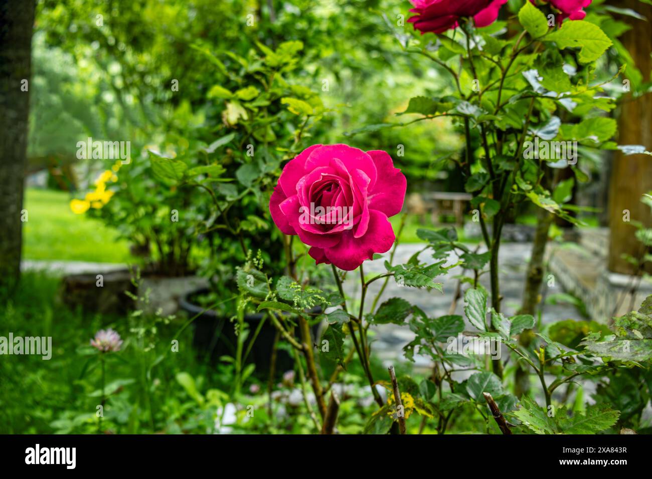 Rote rosarote Pflanzen Stockfoto