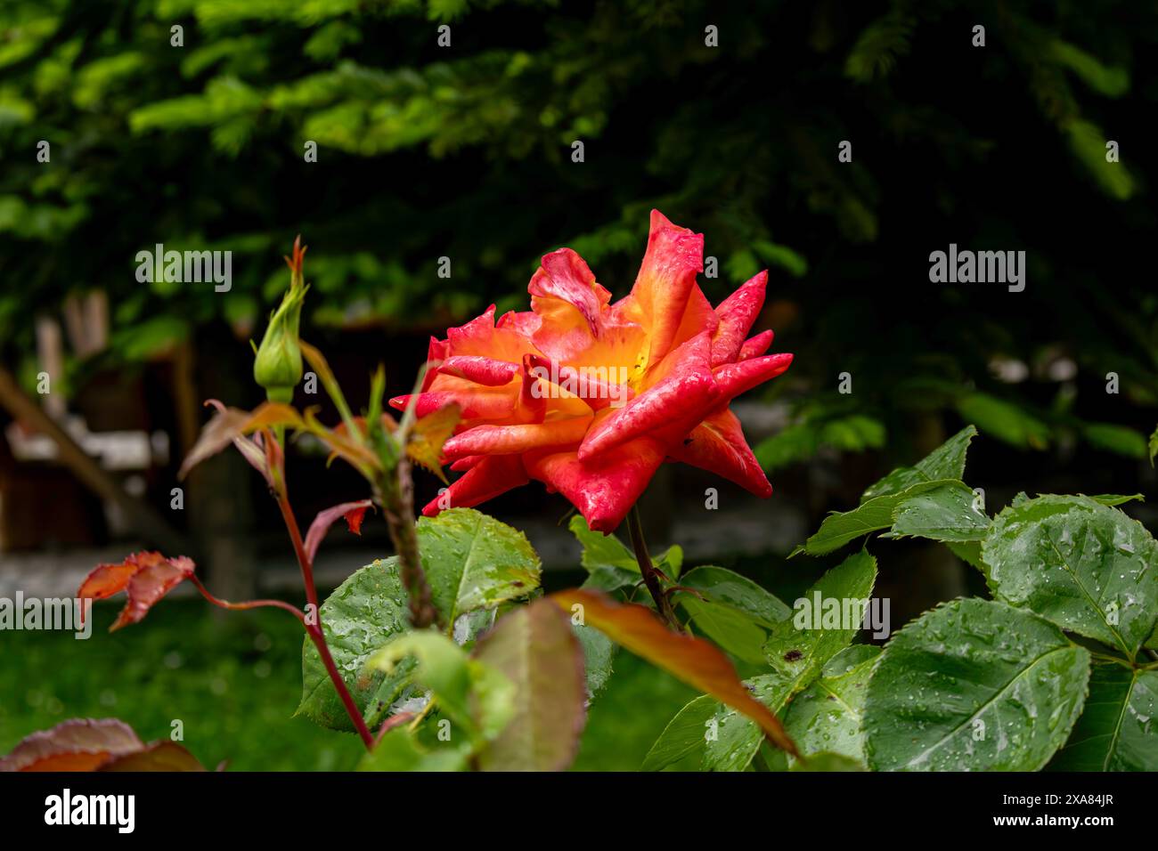 Orange Rose Sonnenstrahlen Stockfoto