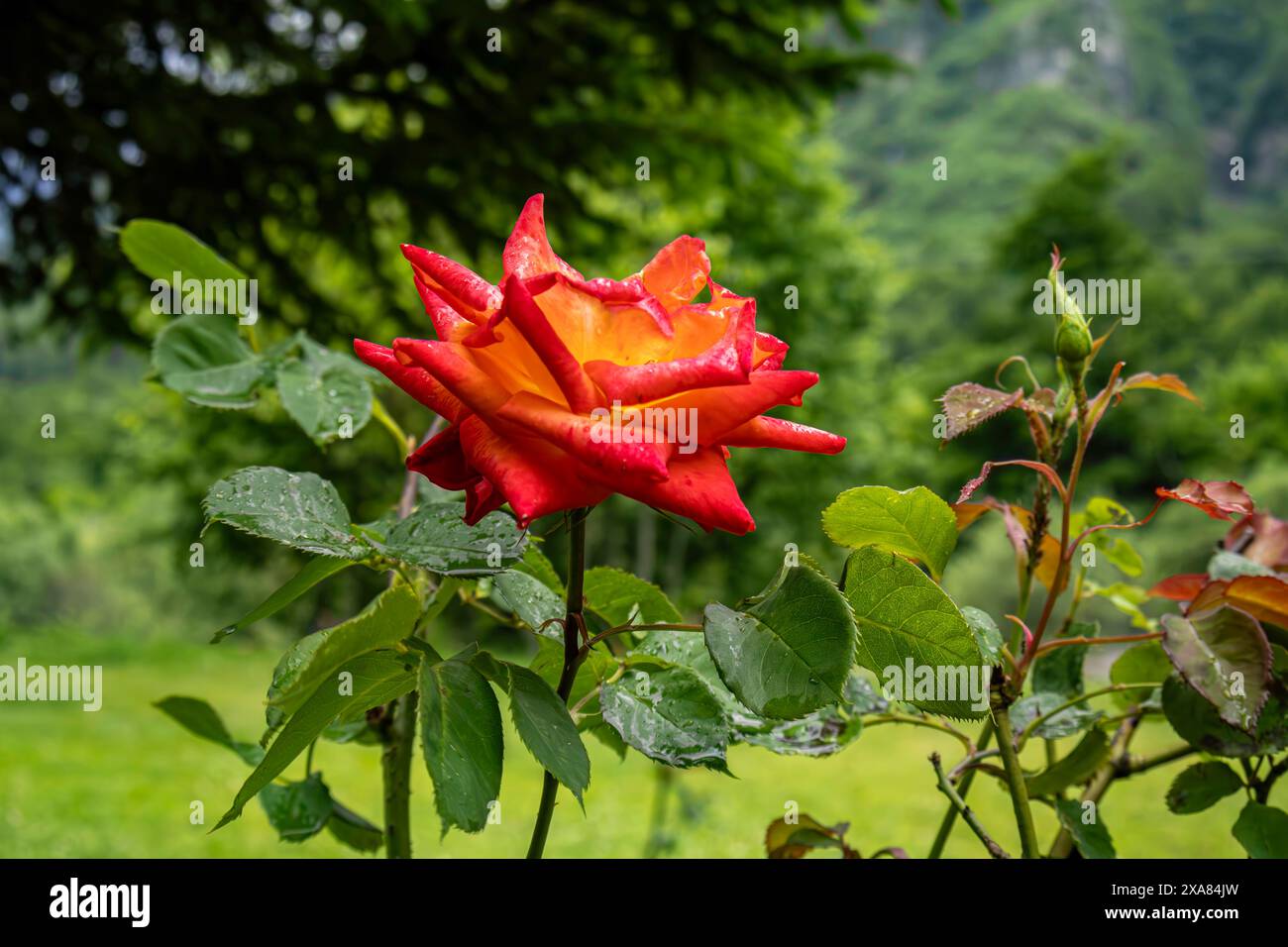 Orange Rose Magie Stockfoto