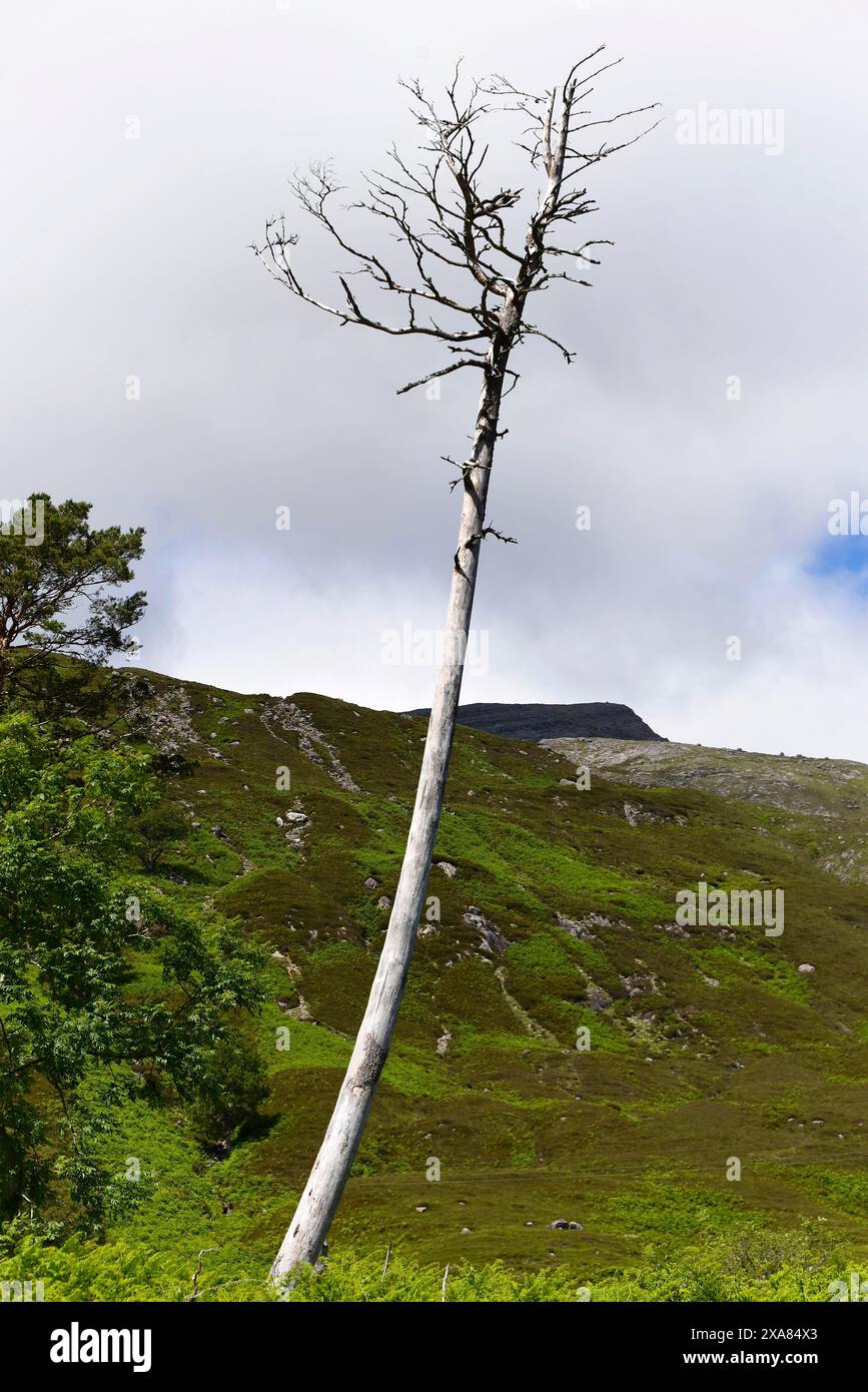 Isle of Skye, Innere Hebriden, Highlands and Islands, Schottland, Vereinigtes Königreich, Europa, toter Baum steht mitten in einer grünen, hügeligen Landschaft Stockfoto