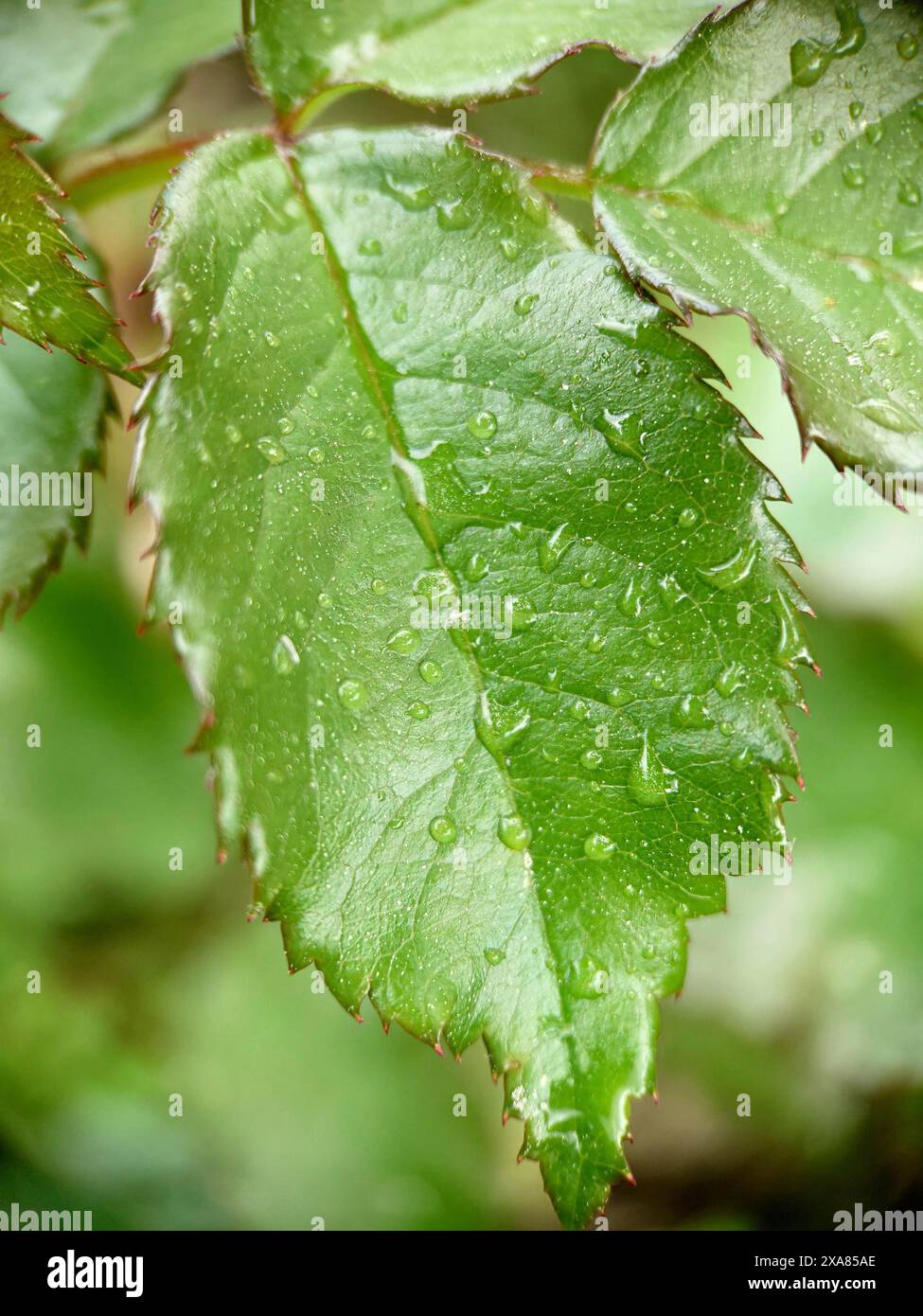 Nahaufnahme eines grünen Blattes (rosa) mit gezackten Kanten, die mit Wassertröpfchen bedeckt sind Stockfoto