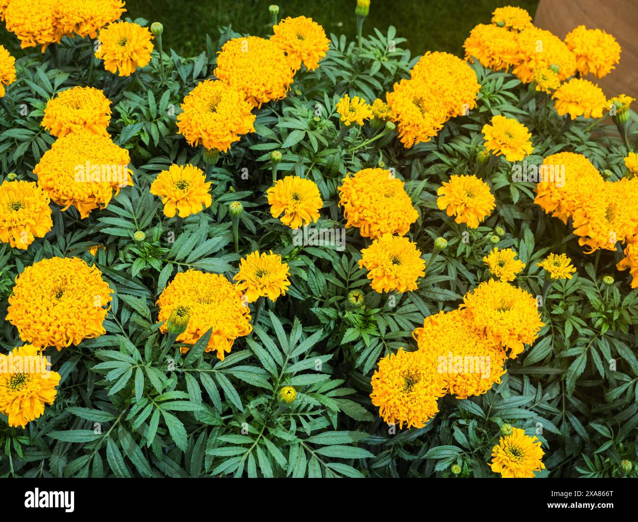 Afrikanische Ringelblume „Glow Up Orange“ Stockfoto