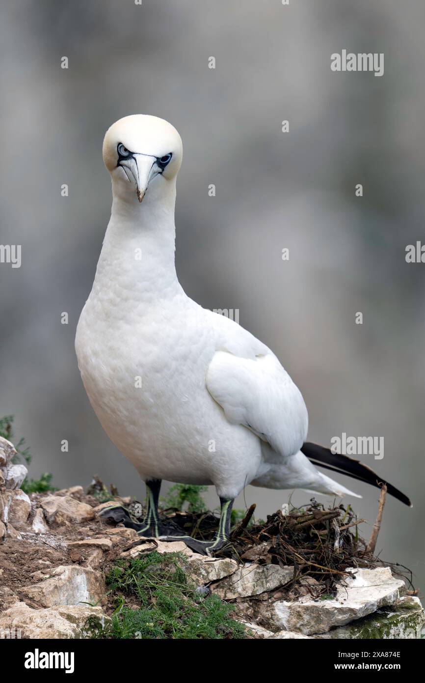 Die dunkle Iris im linken Auge dieses Tölpels zeigt an, dass es ein Überlebender der Vogelgrippe ist Stockfoto