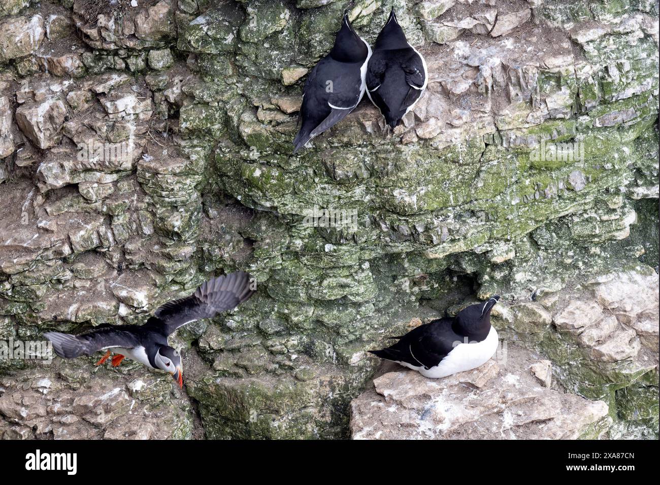 Ein Papageientaucher, der in die Luft springt, plus ein paar Rasiervögel Stockfoto