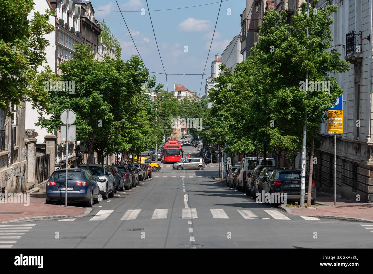 Downtown Belgrad, typische baumgesäumte Straße mit Autos, rotem Elektrobus und Zebrakreuzungen. April 2024. Stockfoto