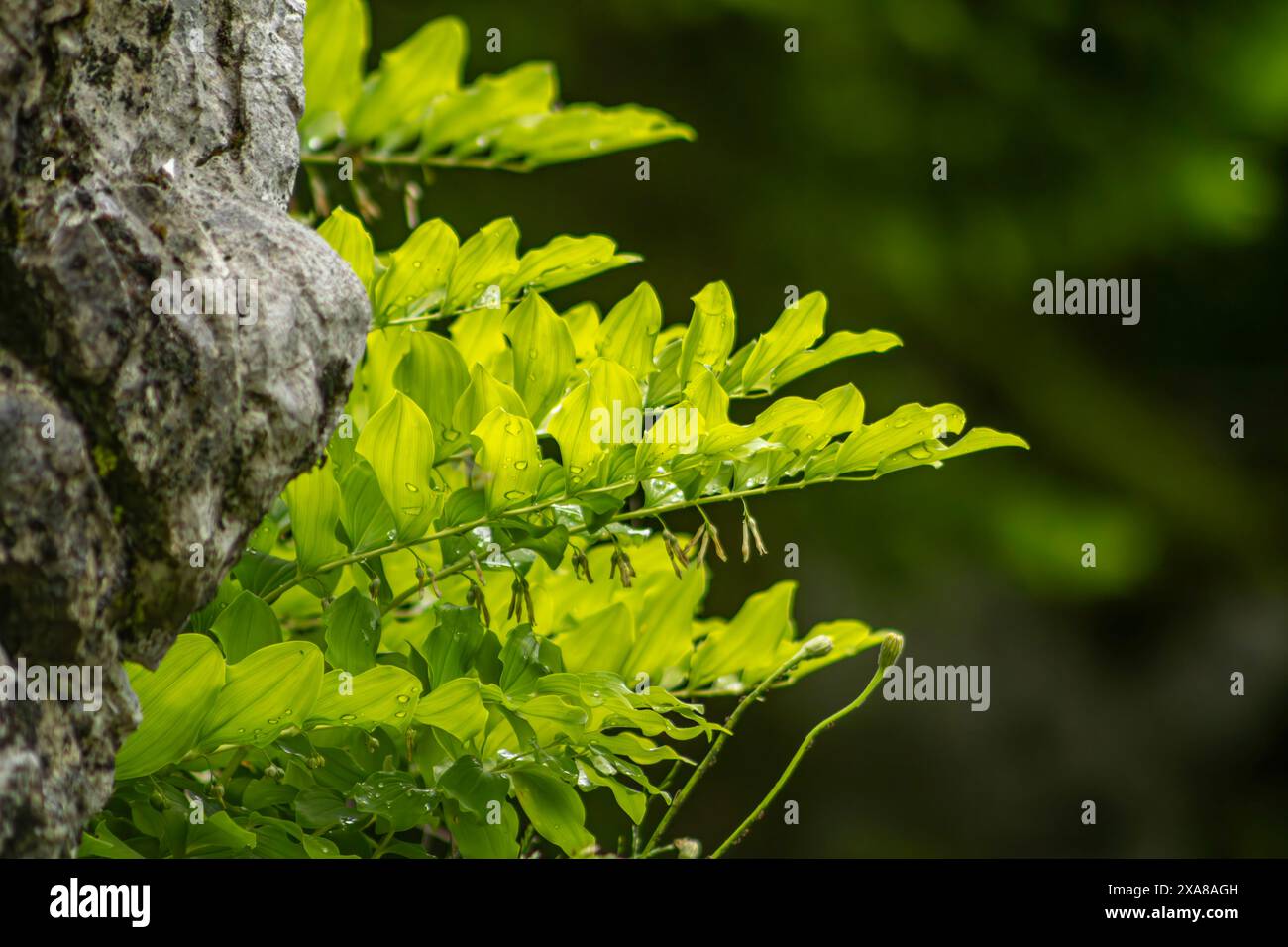 Grüne Blätter auf dem Rock Zoom-Foto Stockfoto