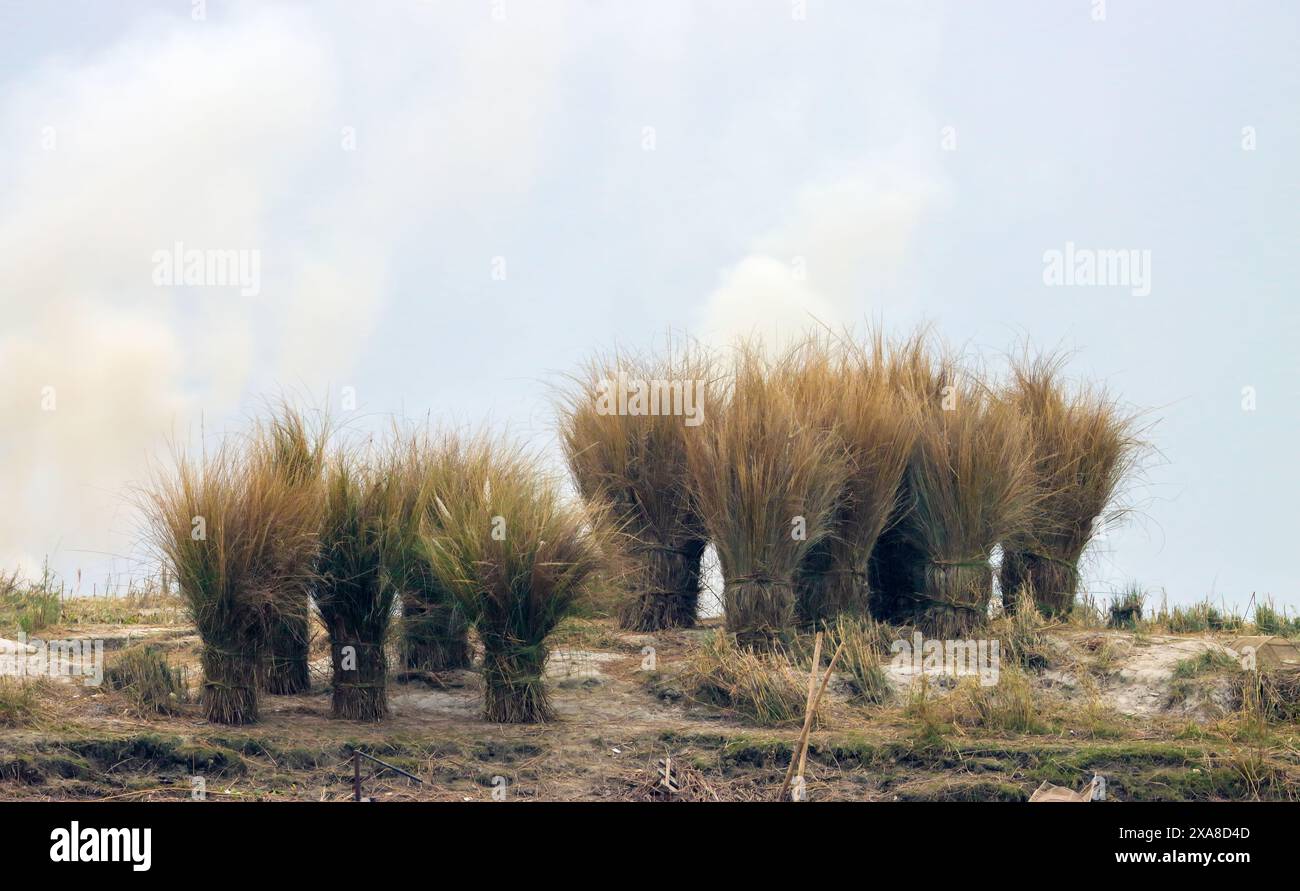 Bündel von geschnittenem Gras, das als Dachmaterial in bangladesch verwendet wird. Dieses Foto wurde aus Rajshahi, Bangladesch, aufgenommen Stockfoto