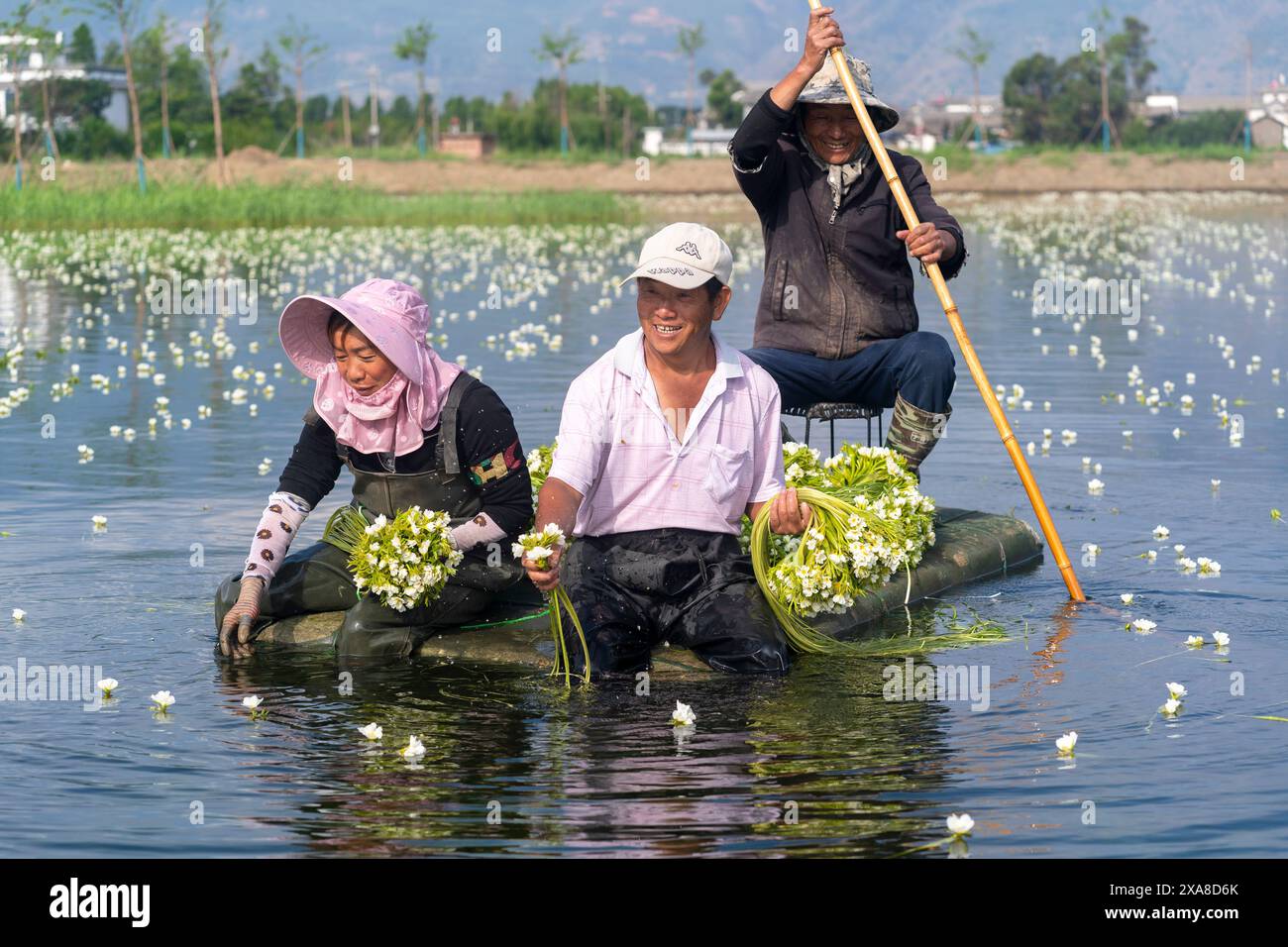 Eryuan. Juni 2024. Die Dorfbewohner ernten am 5. Juni 2024 auf einer Pflanzbasis von Ottelia acuminata im Eryuan County der Autonomen Präfektur Dali Bai, südwestchinesische Provinz Yunnan. Ottelia acuminata lebt nur in Süßwasser von hoher Qualität und gilt als Indikatorart für die natürliche Umwelt. Seine Blüten werden als wichtige Nahrungszutat für die Bevölkerung der Bai-Volksgruppe im Südwesten Chinas verwendet. Quelle: Luo Xincai/Xinhua/Alamy Live News Stockfoto