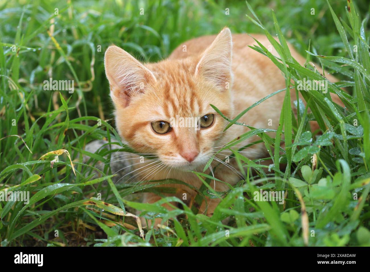 Inland Kat. Ingwerkätzchen (3 Monate alt) im Gras Stockfoto