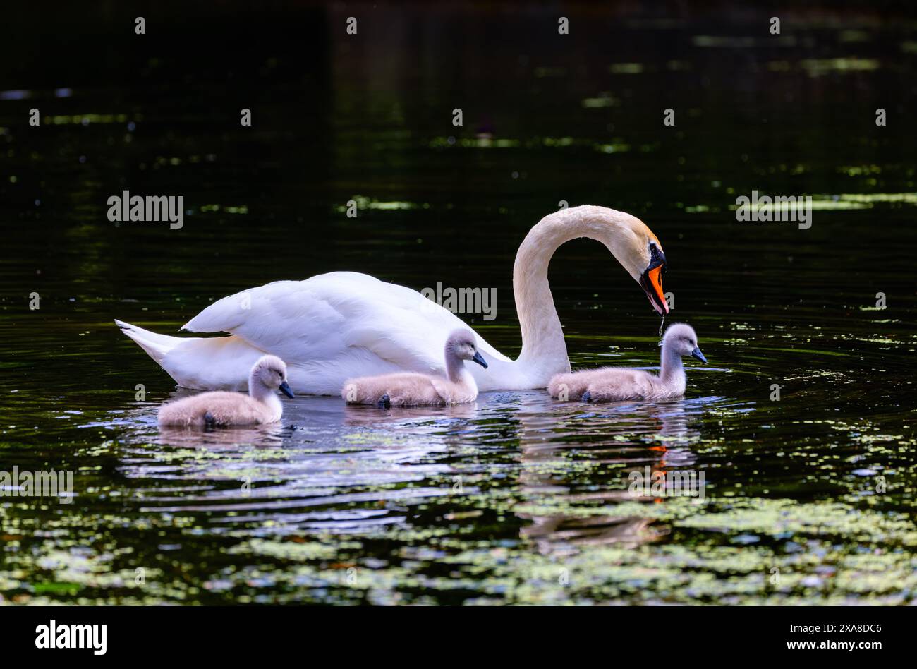 Stummer Schwan für Erwachsene mit drei kleinen Zygneten, die im Teich schwimmen. Buschy Park, Dublin, Irland Stockfoto Stummer Schwan für Erwachsene mit drei kleinen Zygneten, die im Teich schwimmen. Buschy Park, Dublin, Irland Stockfoto