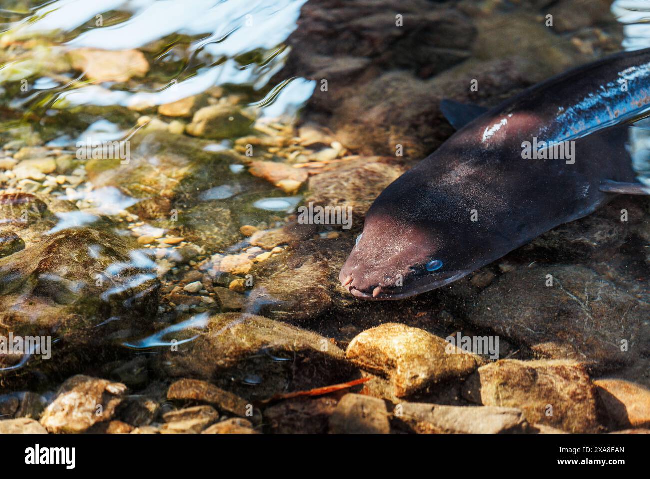 Ein Bild eines neuseeländischen Langfinnenaals, der in einem Fluss schwimmt. Stockfoto